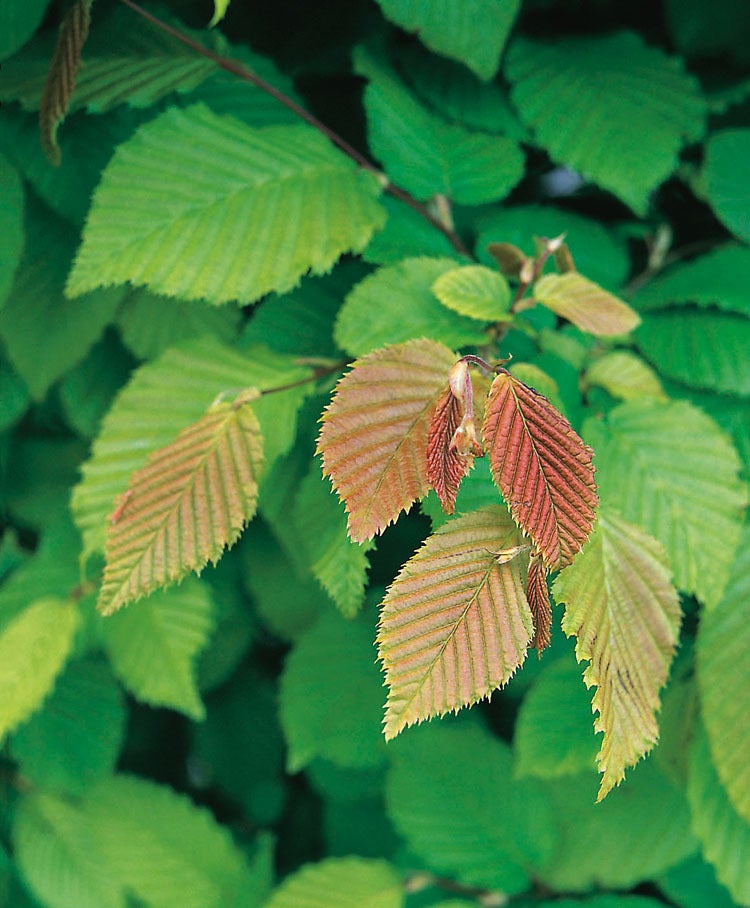 Haagbeuk (Carpinus betulus) D 9 H 60 cm