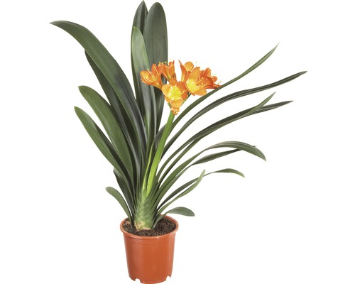 Clivia FloraSelf (Clivia miniata) H 40-55 cm Ø 13 cm pot