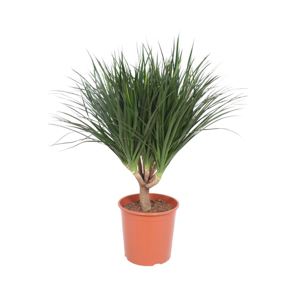 Plante d'intérieur - dracaena 'draco' 110.0cm