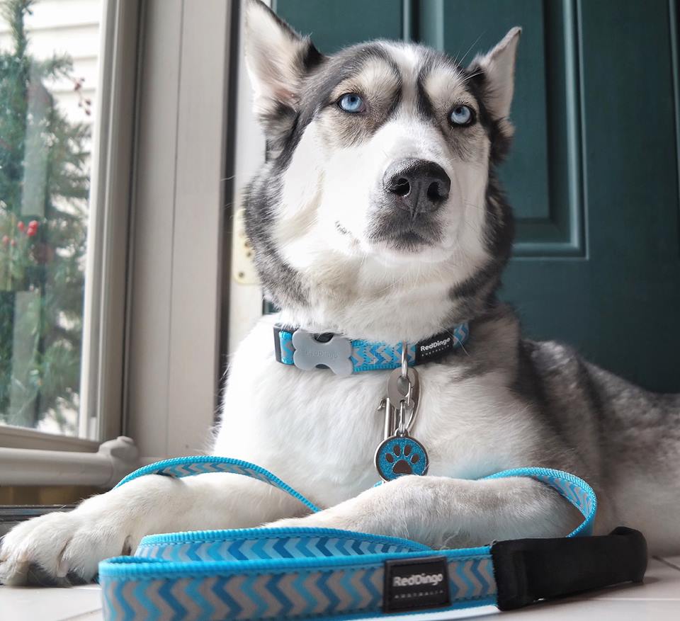 Etiqueta de identificação para cães com estampa de pata e glitter azul-turquesa.