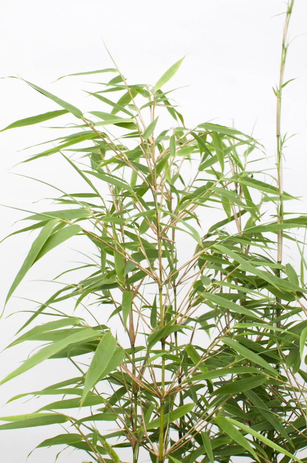 Fargesia rufa - lot de 2