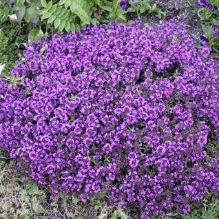 Tijm (Thymus praecox 'Purple Beauty') D 9 H 10 cm