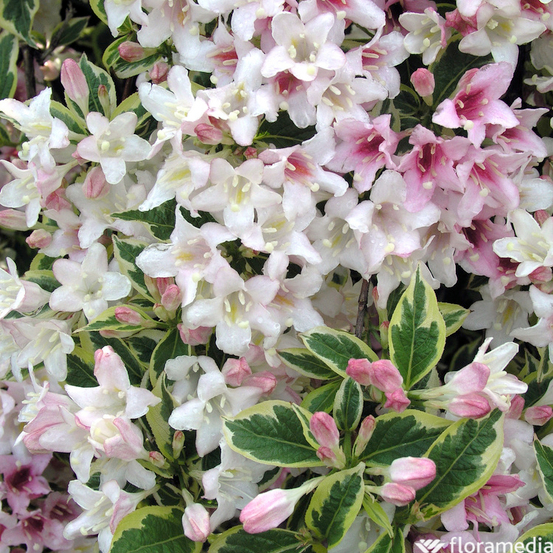 Weigelia florida 'Nana Variegata' Pot 15L