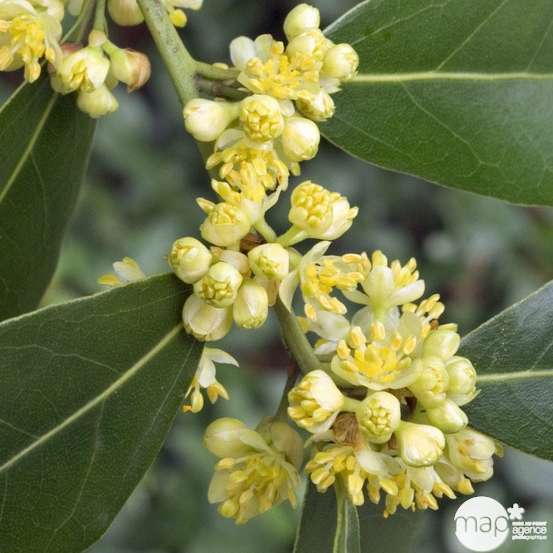 Laurus nobilis: hauteur 150/175 cm conteneur 18 litres