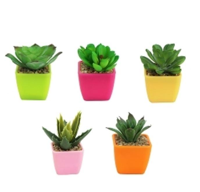 SUCCULENTE POT PLASTIQUE COULEUR H8CM