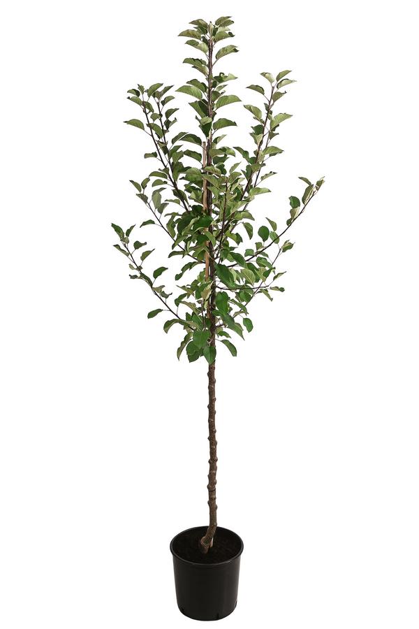 Herbstapfel 'Topaz'