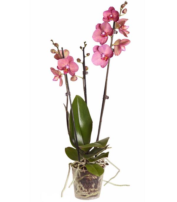 Schmetterlingsorchidee - Phalaenopsis