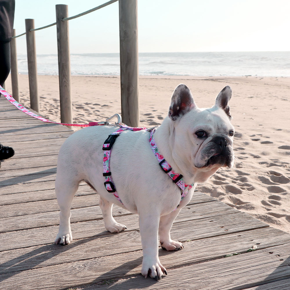 Guia para cães em poliéster com estampa de flamingo, diversas cores.