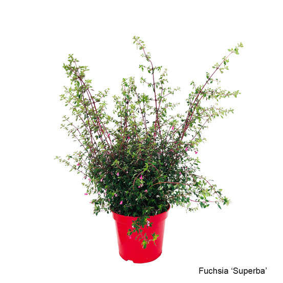 Fuchsia fleuri, variété variable : 7 Litres