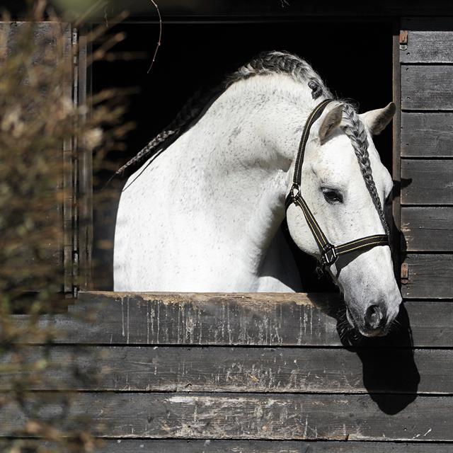 Halster HORSEGEAR Zari Zwart-goud
