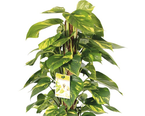 Gouden Pothos (Scindapsus aureum) FloraSelf, ca. 120 cm hoog, 24 cm diameter pot