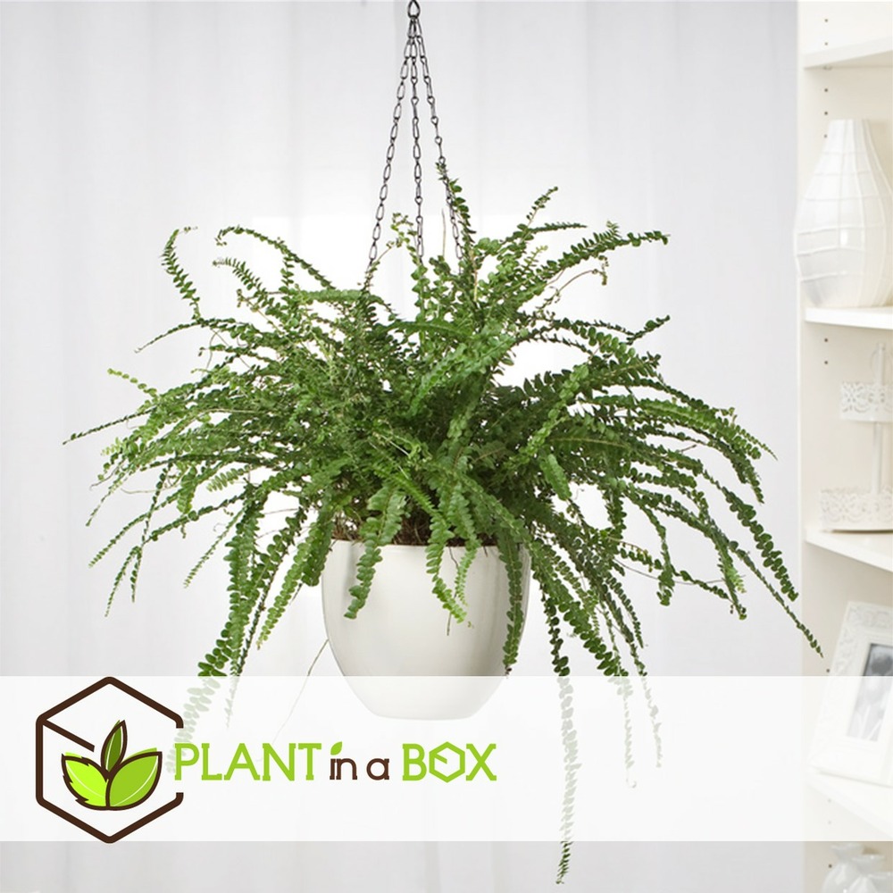 Nephrolepis duffi - fougère frisée - set de 2 - pots 12cm - hauteur 25-40cm