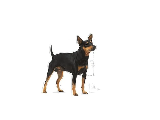 Royal Canin ROYAL CANIN CCN Digestive Care 12x85g vådfoder - pate til voksne hunde med følsomme fordøjelseskanaler