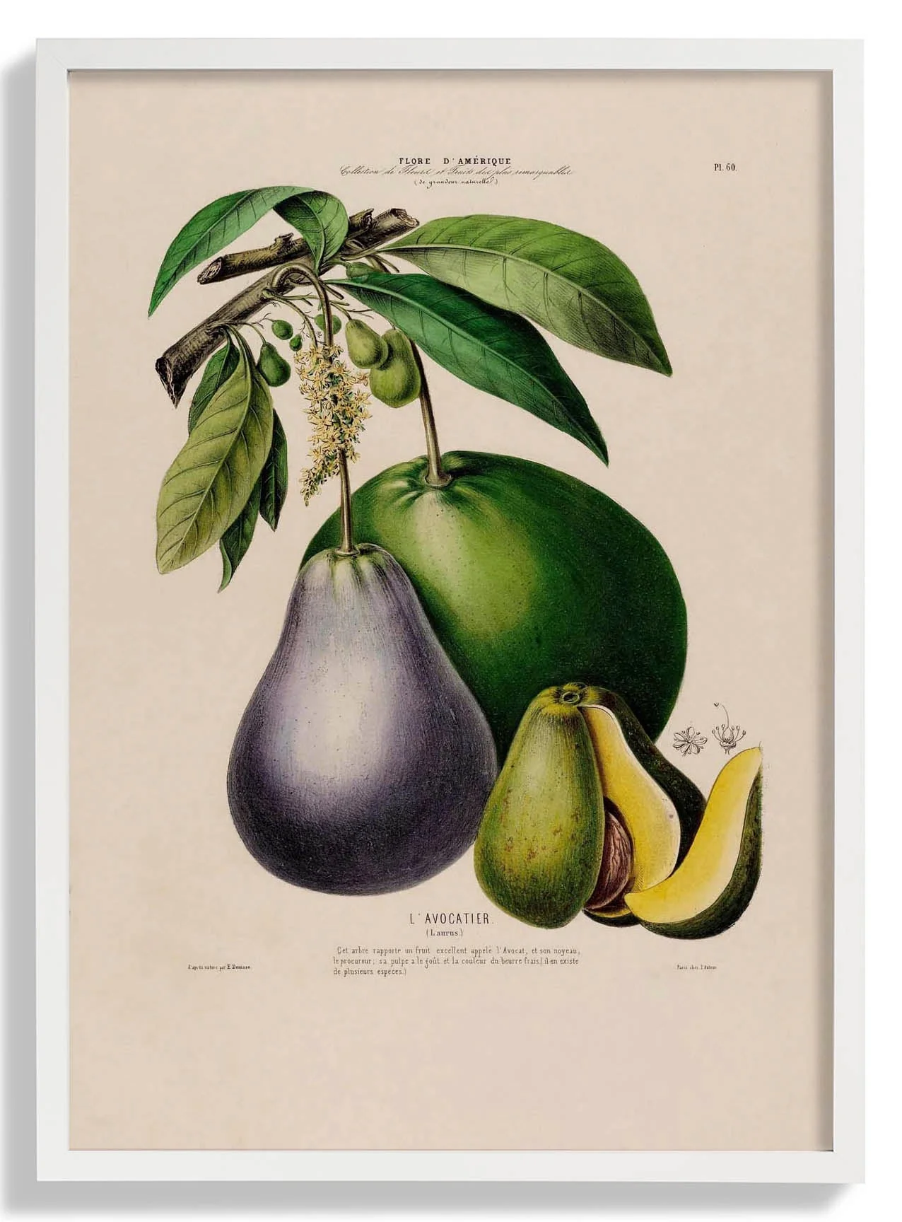 L'Avocatier
