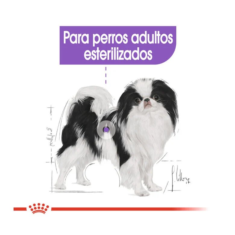 Ração esterilizada Royal Canin tamanho X-Small para cães.