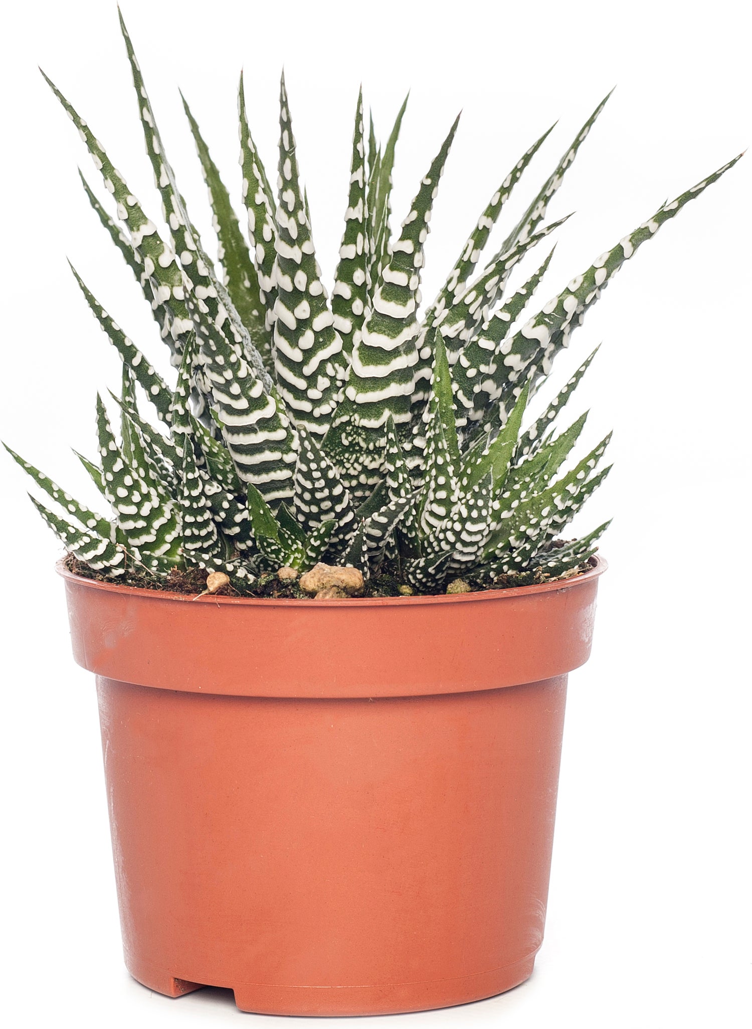 Haworthia (Haworthia fasciata 'Big Band') D 10,5 H 17 cm