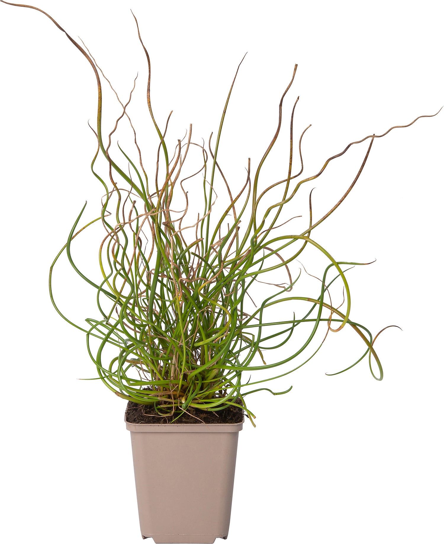 Kurkentrekkersgras (Juncus effusus 'Spiralis') D 9 H 10 cm