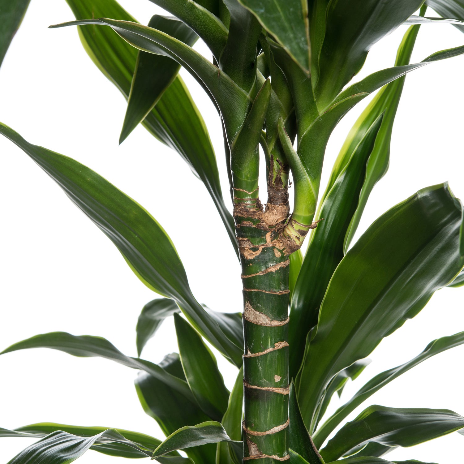 Drakenbloedboom (Dracaena fragrans 'Art') D 21 H 120 cm