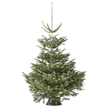 Nordmann Kerstboom 200-225 cm