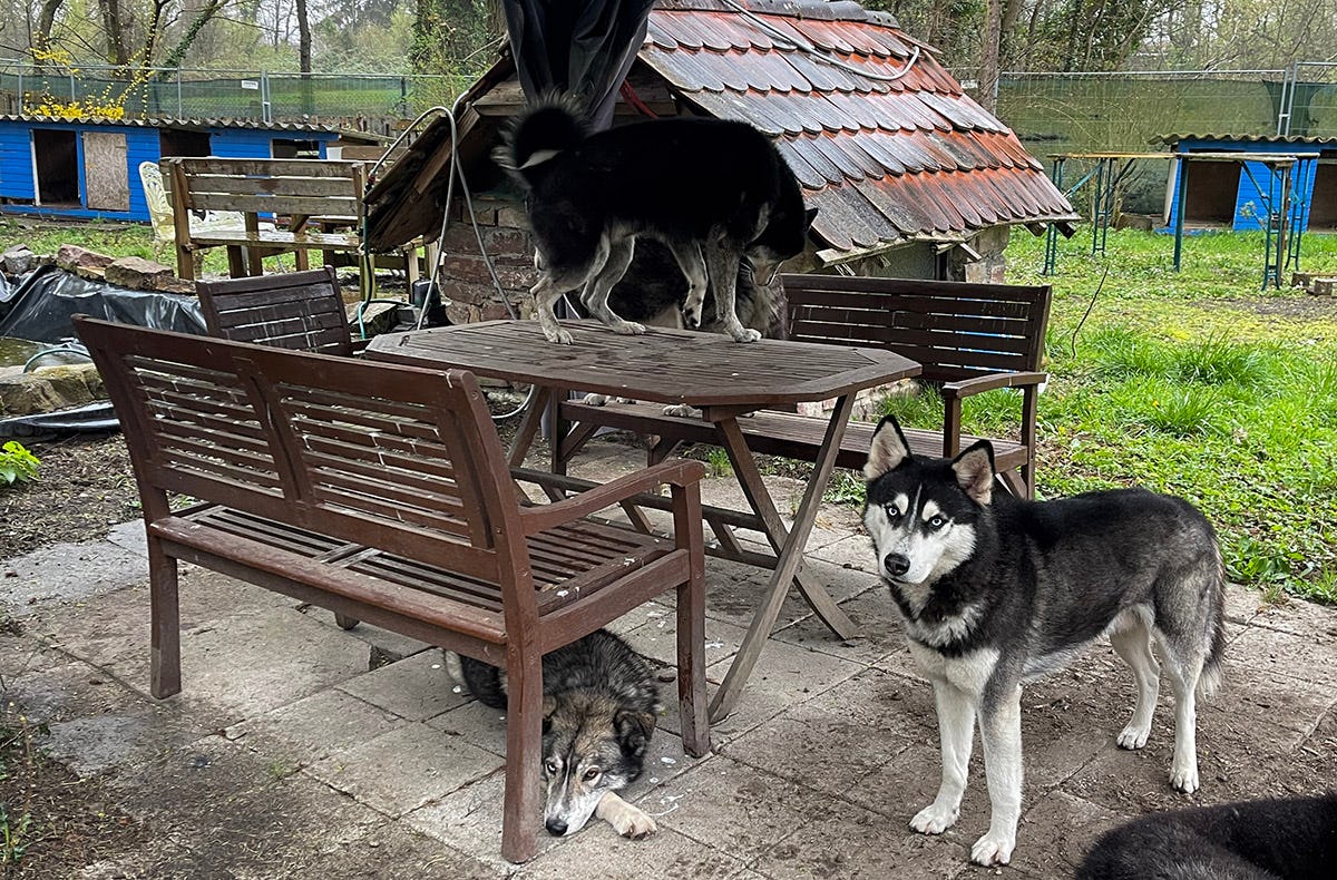 Husky Erlebnistag Neureut-Karlsruhe