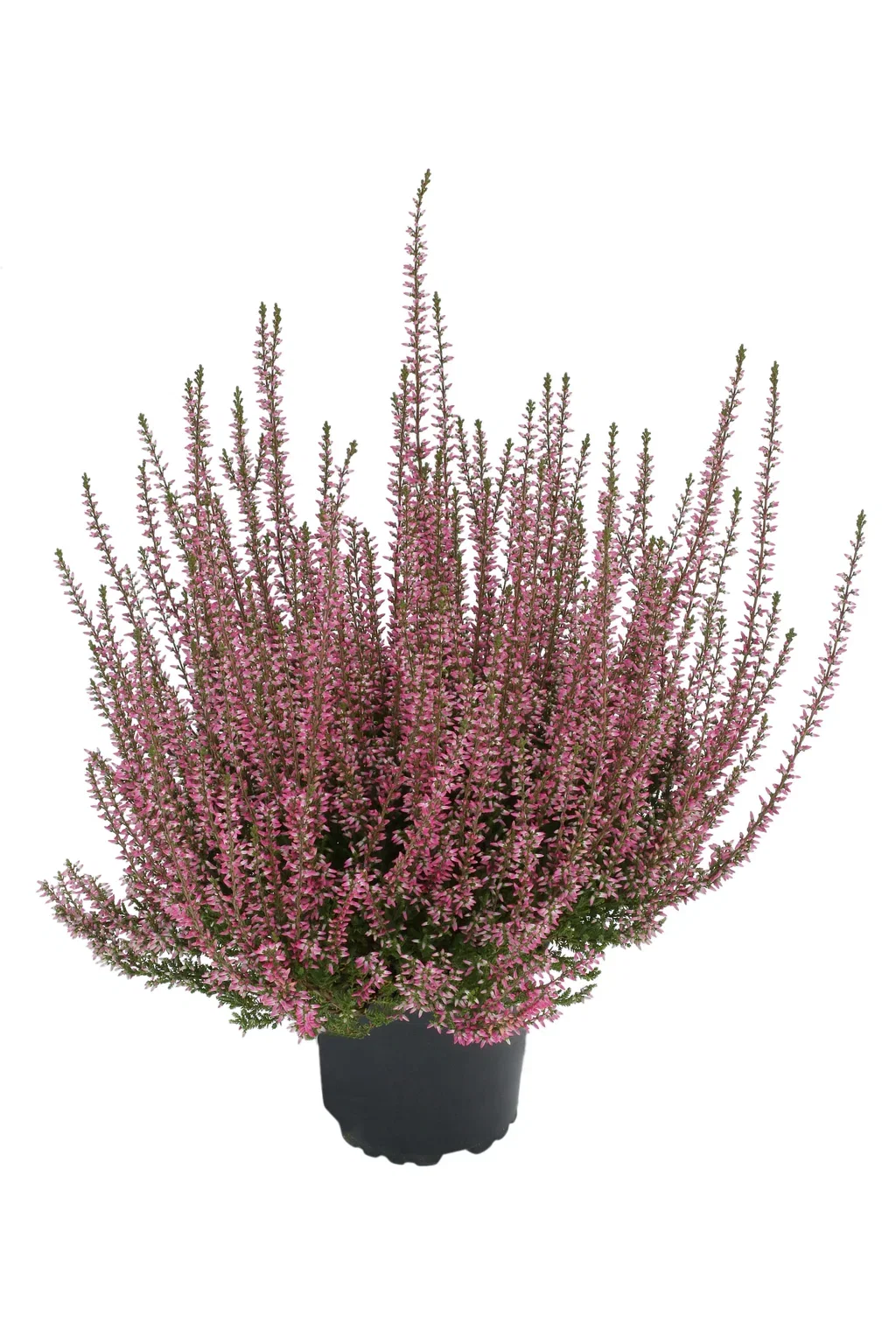 Calluna vulgaris (Garden Girls Series) Røsslyng Garden Girls Ø12 cm
