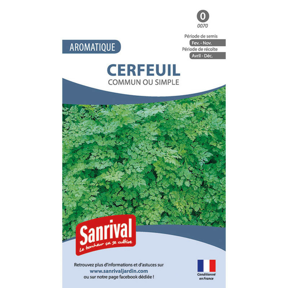 Graines cerfeuil commun