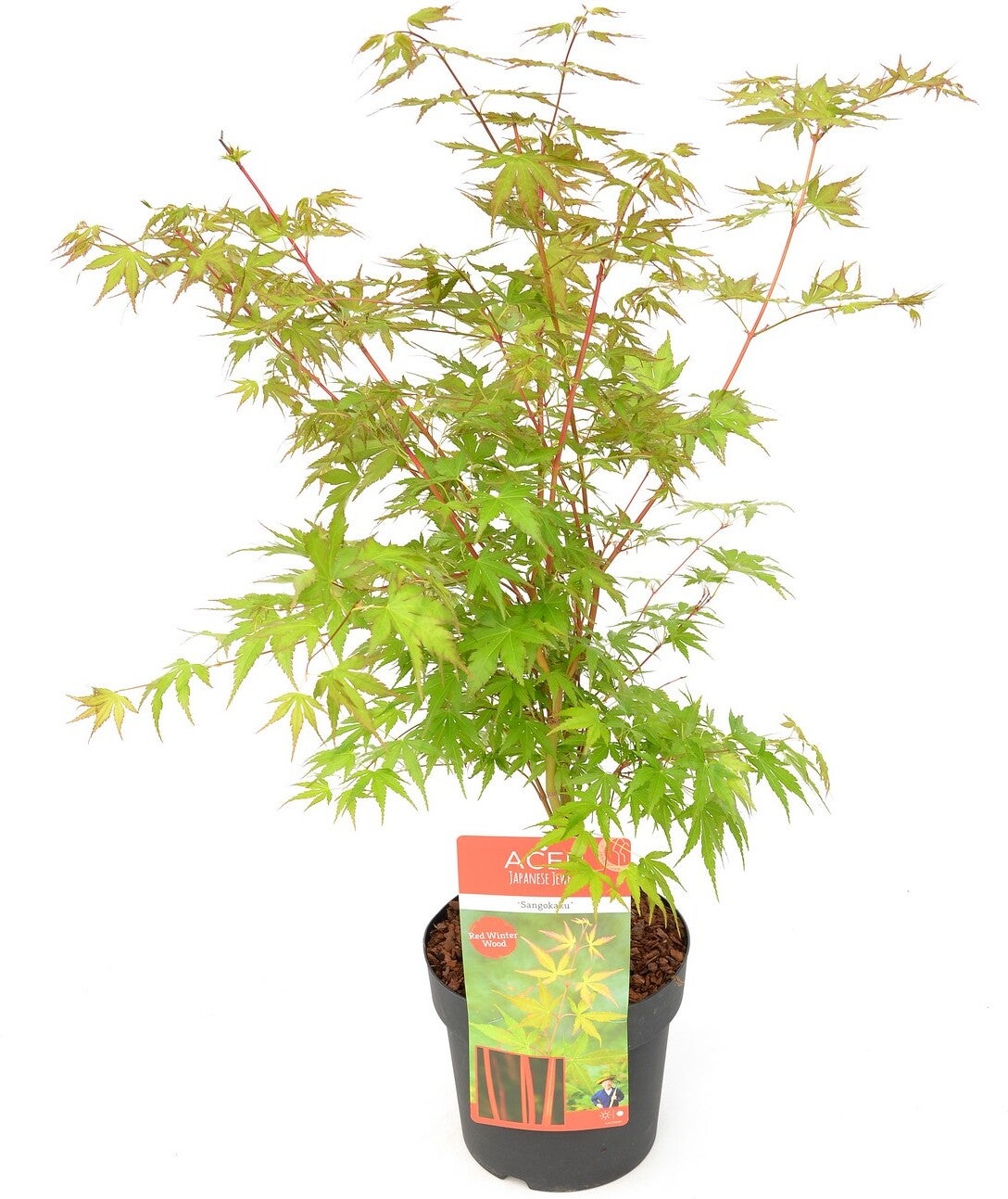 Japanse Esdoorn (Acer palmatum 'Sangokaku') H 150-175 cm