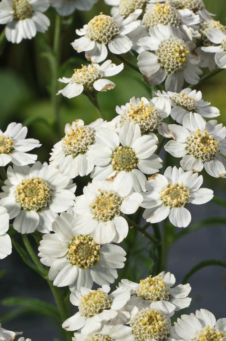 Sneeuwbal Plantje (Achillea ptarmica) D 9 H 10 cm
