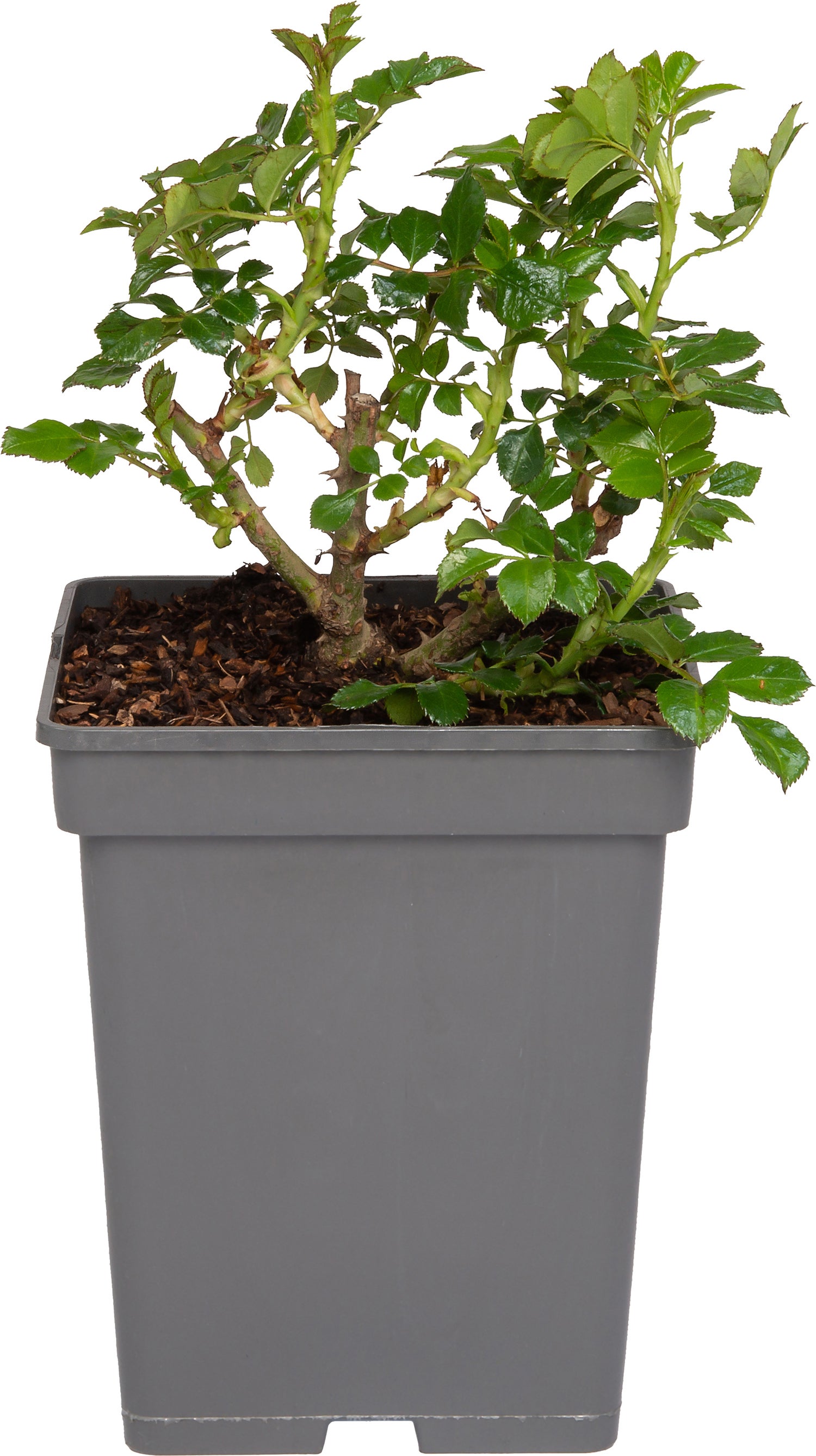 Struikroos (Rosa 'Sirius') D 23 H 25 cm