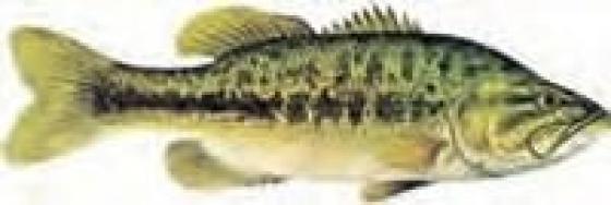 Bass Décal Bass environ 3cm*1cm