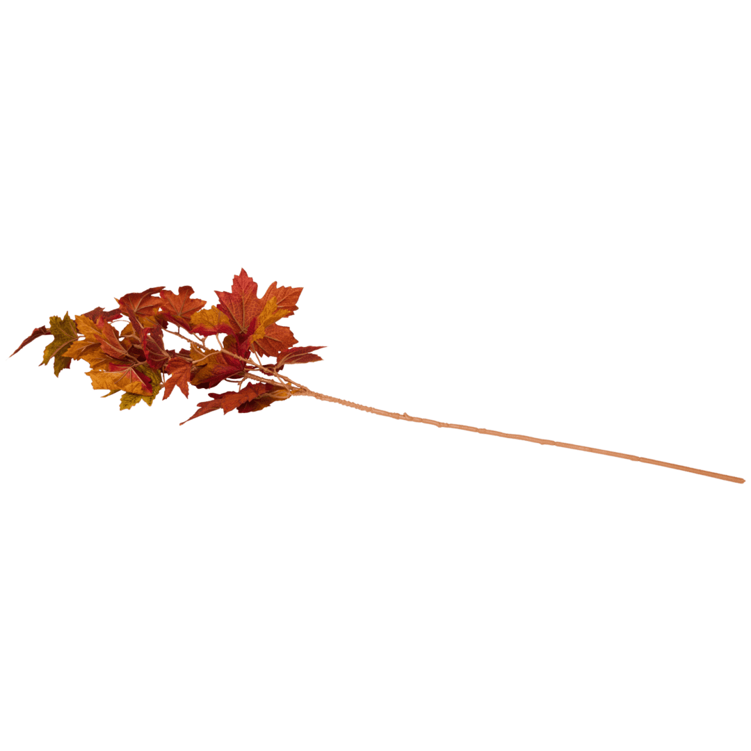 Feuilles d'automne sur branche