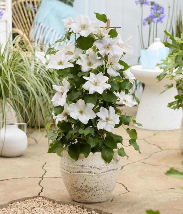 Waldrebe - Clematis 'Guernsey Flute'