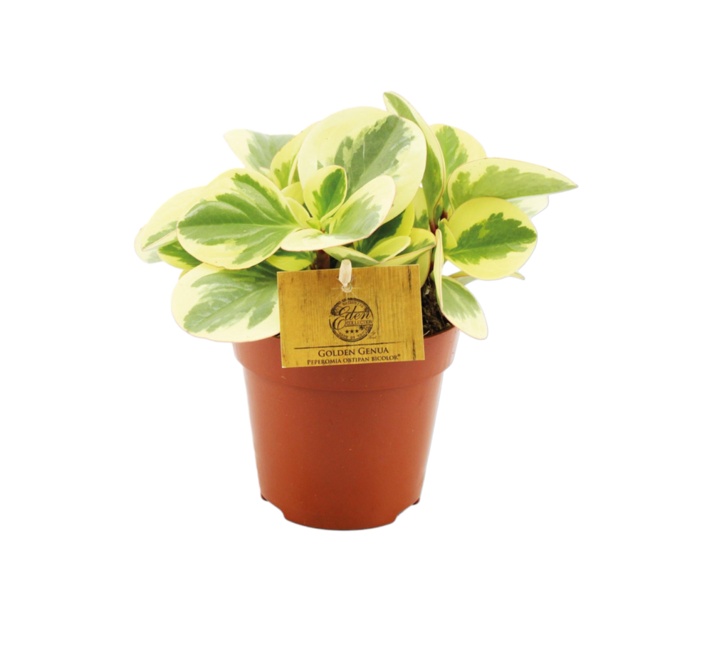 Plante d'intérieur - peperomia obtipan bicolor 20cm