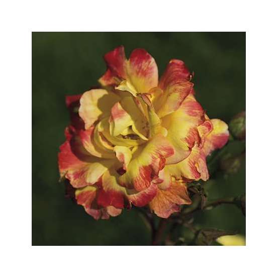 Rosier buisson 'Christian Lacroix®' (Deloboro) : pot de 5 litres