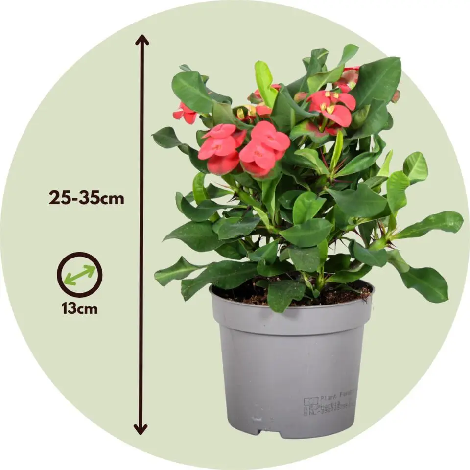 Christusdoorn - Set van 2 - Euphorbia 'Milii' - Hoogte 25-35cm - ⌀13cm