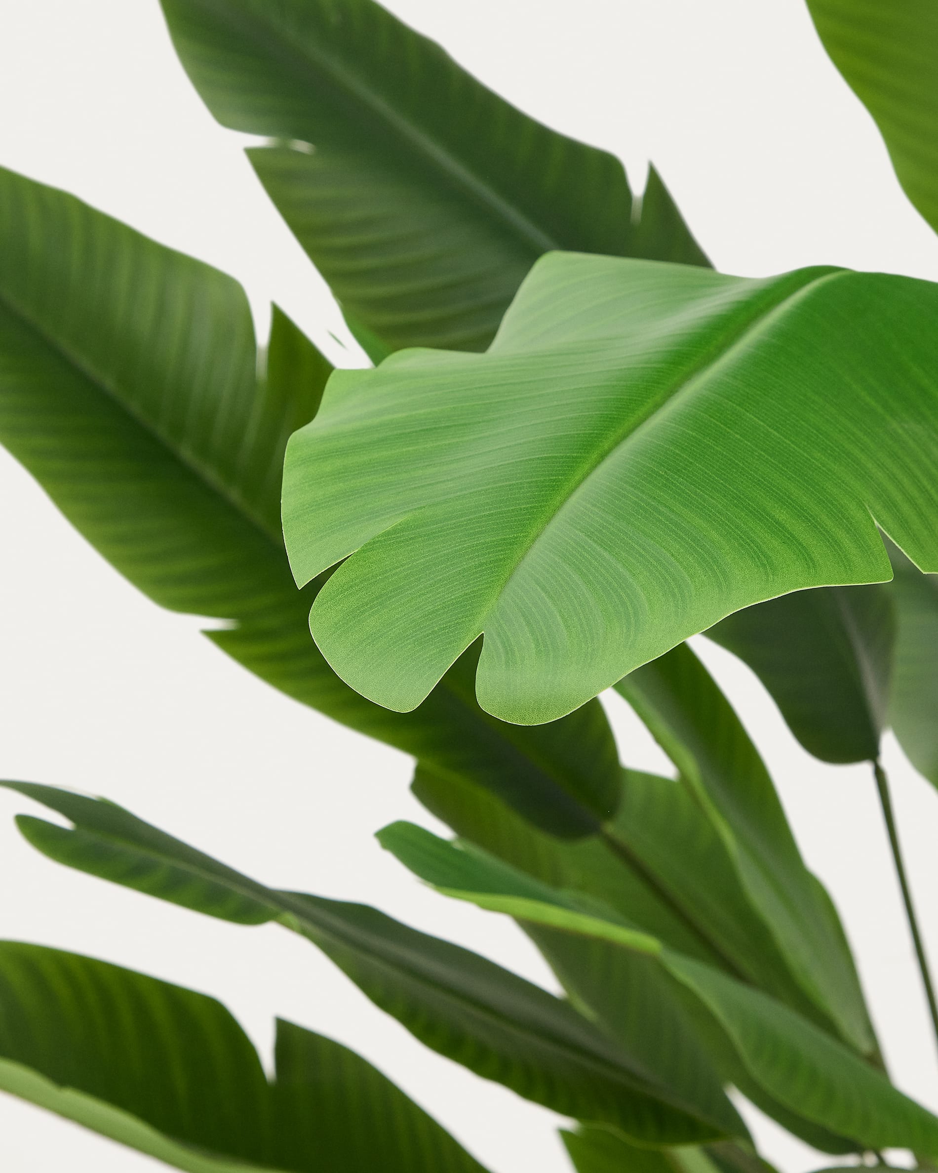 Kave Home - Kunstboom Musa (banaan) met zwarte pot 210 cm