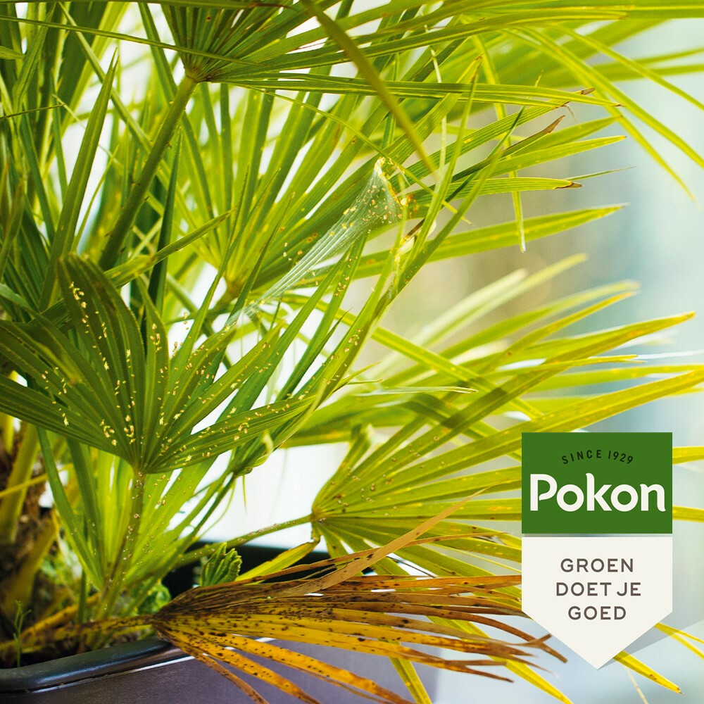 Pokon Tegen Hardnekkige Insecten Concentraat 'Polysect' Biologisch175 ml