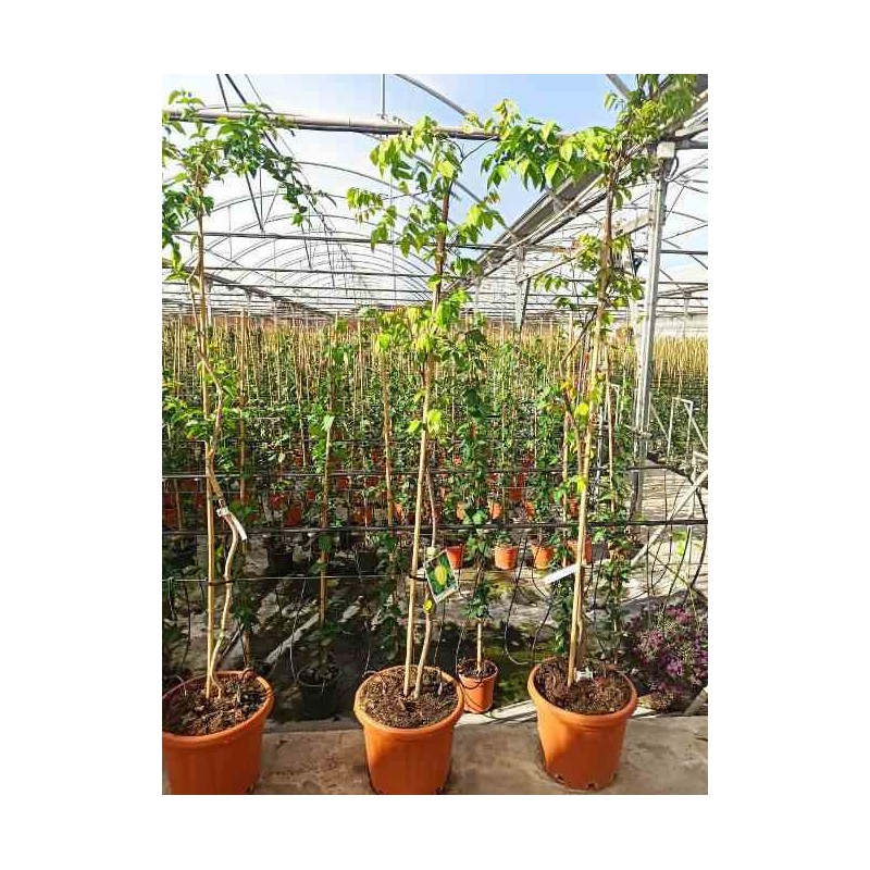 Averrhoa carambola (carambolier, carambole) taille pot de 7 litres ? 60/80 cm