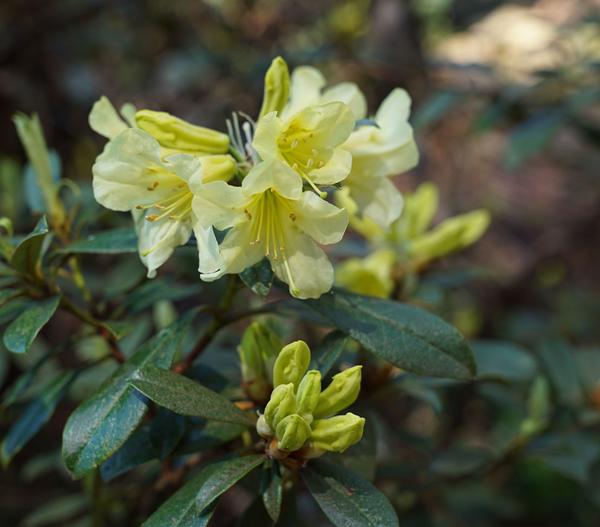 Zwerg-Rhododendron