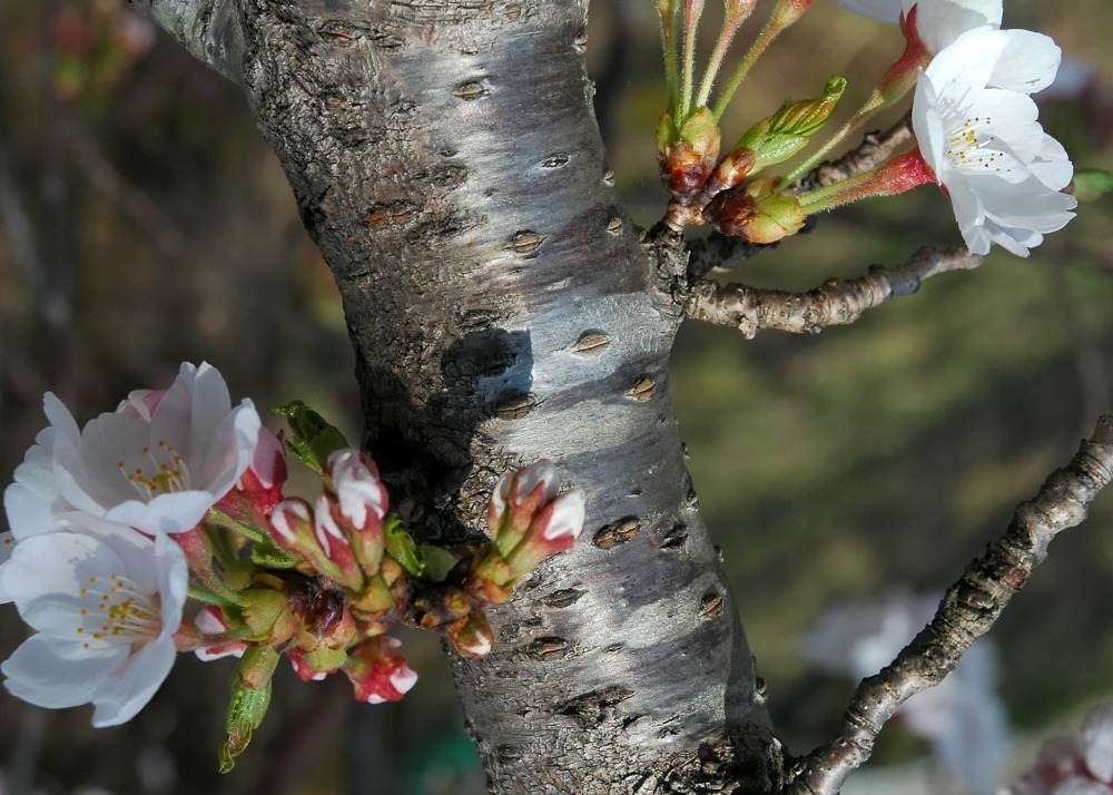 Cerisier du japon - 30 graines - prunus serrulata