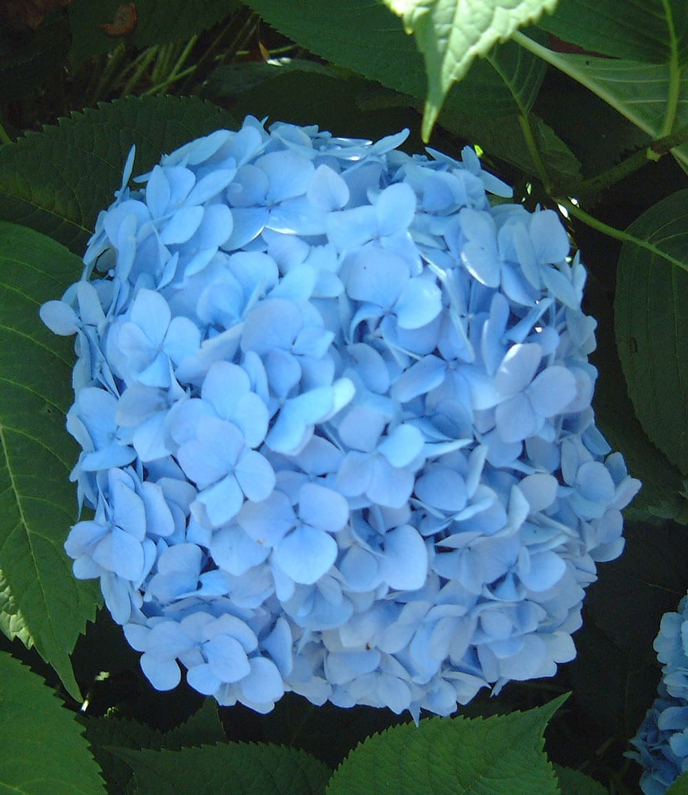 Bauern-Hortensie 'Générale Vicomtesse de Vibraye®'