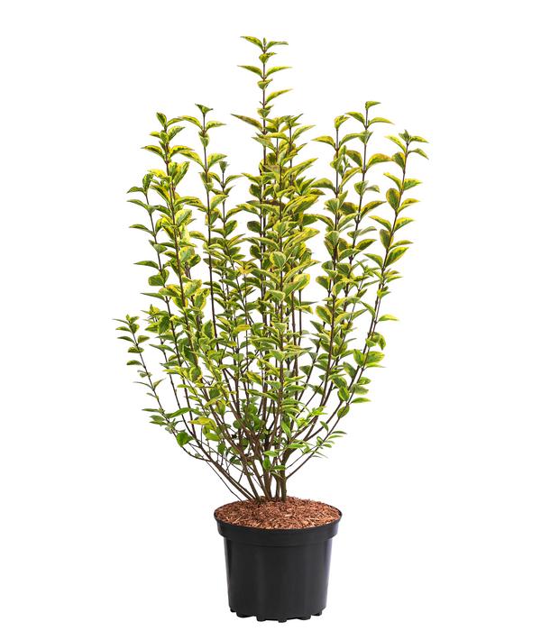 Gold-Liguster 'Aureum'