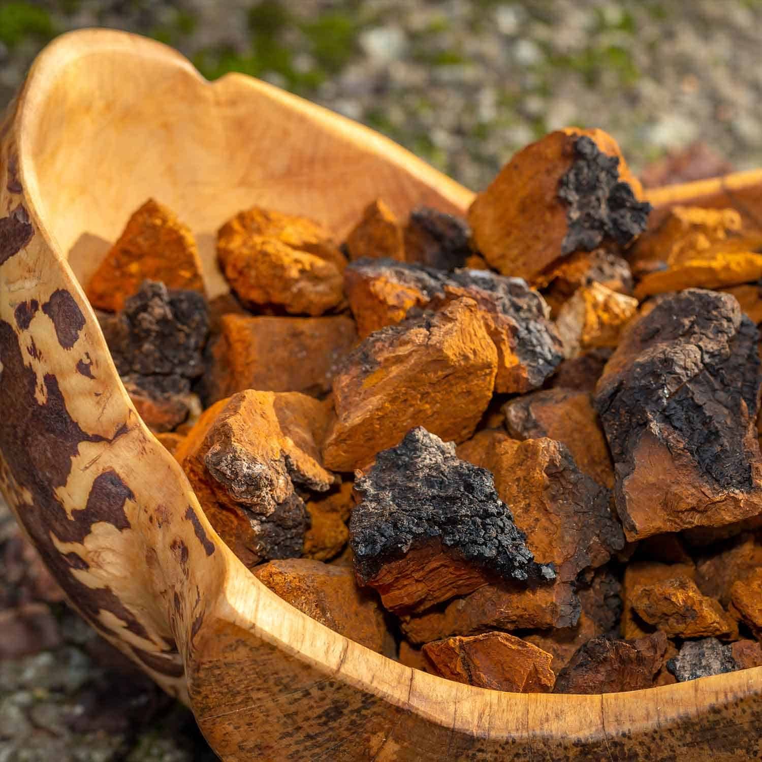 tea exclusive - Chaga Pilz Pulver bio wildsammlung