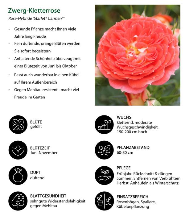 Zwerg-Kletterrose 'Starlet® Carmen®'