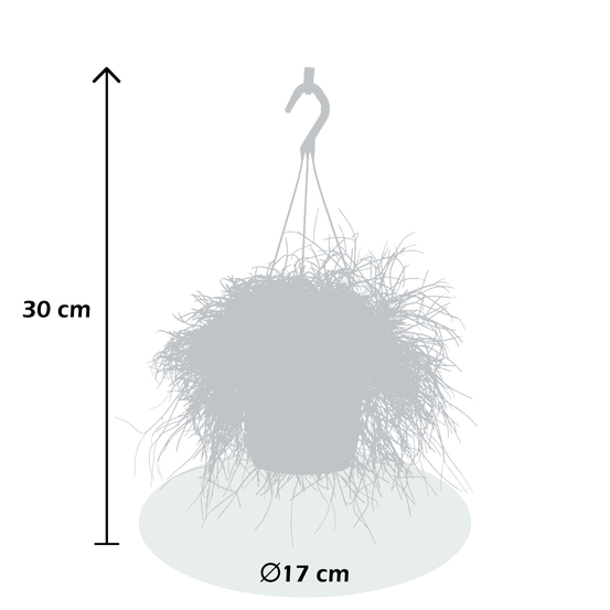 Rhipsalis Cassutha en suspension - pot D17cm