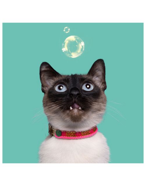 Dwam Roxy Kattenhalsband - Kattenhalsband - 22-27x1 cm