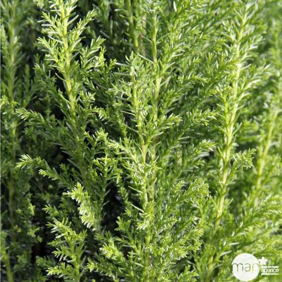 Chamaecyparis Lawsoniana Ellwoodii : 90/100 cm pot 10L