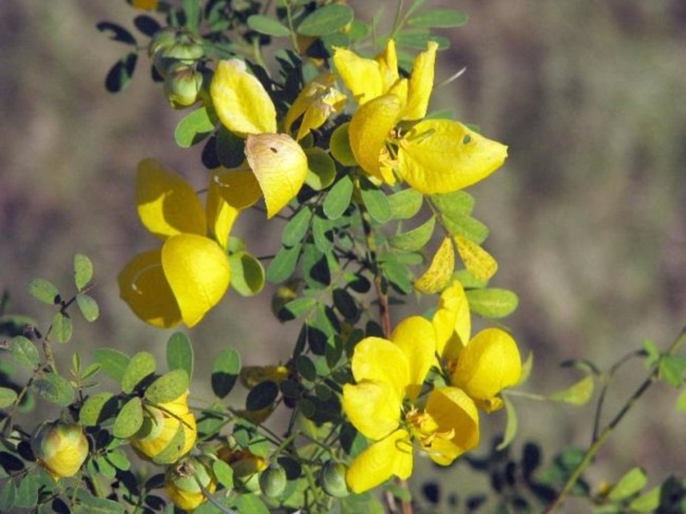 EtnoBotanika  Organic Senna, 100 g
