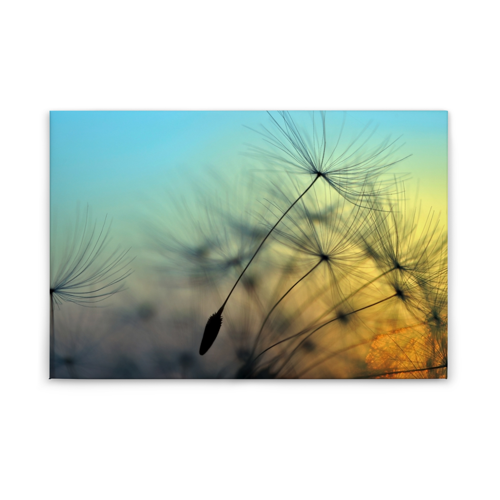 Leinwandbild PUSTEBLUME - blau-gelb - 90x60 cm