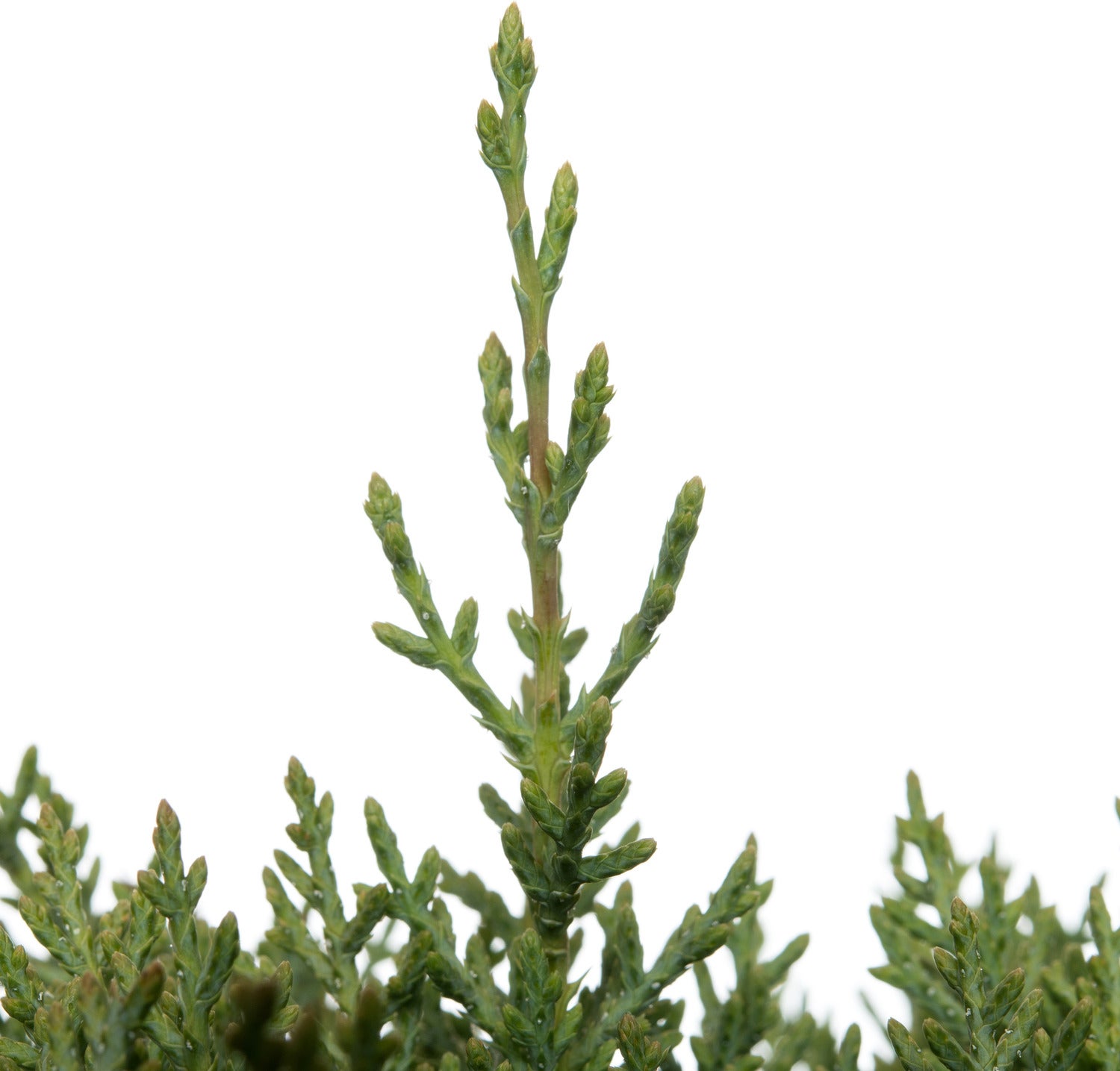 Arizonacipres op stam (Cupressus arizonica 'Glauca') D 27 H 90 cm